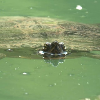 Eine Schildkröte schwimmt im Wasser