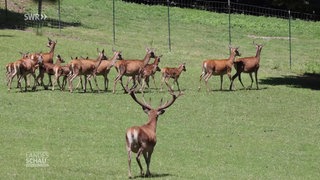 Neue Bambis im Waldseer Wildgehege