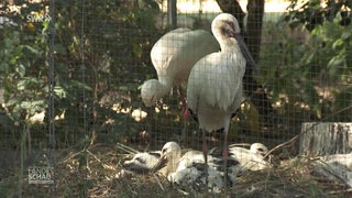 Eine Storchenfamilie