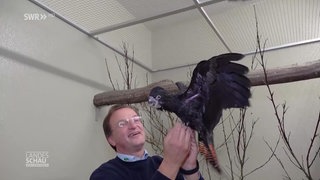 Zoodirektor Matthias Reinschmidt zieht Kakadus von Hand groß