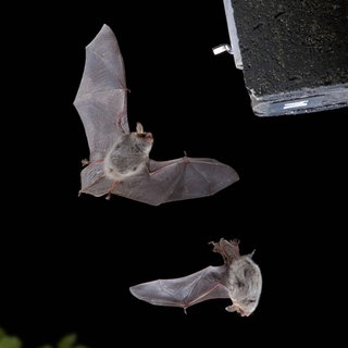Zwei Fransen-Fledermaus (Myotis nattereri) fliegen an einem Fledermauskasten. Archivfoto.