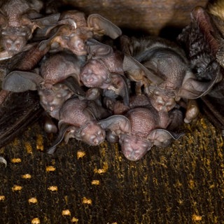 Braune Langohrfledermaus, Grossohr (Plecotus auritus), junge Fledermaeuse zwischen alten. Archivfoto.