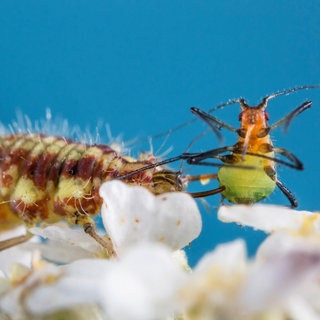 Eine Florfliege frisst eine erbeutete Blattlaus: Nützlinge wie Schlupfwespen oder Fadenwürmer erobern sich auch in der industriellen Landwirtschaft einen Platz als biologische Alternative zu chemisch-synthetischen Spritzmitteln.