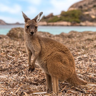 Känguru am Strand von Kangaroo Island in Australien: Als 2020 verheerende Feuersbrünste zwei Drittel der Insel verwüsteten, gingen Bilder toter Wildtiere um die Welt. Doch dann hat sich die Natur überraschend schnell erholt. Wie war das möglich?