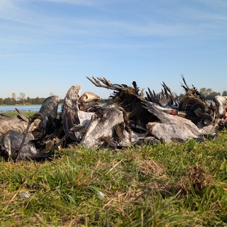 Tote Kraniche liegen im Linumer Teichland. Nach Behörden-Schätzung sind mehr als 1.000 Kraniche in Brandenburg an der Vogelgrippe gestorben.