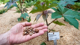 Wissenschaftlicher Mitarbeiter zeigt im Botanischen Garten Samen und Frucht des Rizinus oder Wunderstrauchs (Ricinus communis): Die Bedrohung durch Biowaffen ist groß. Und mit KI entstehen neue Gefahren.