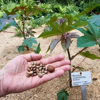 Wissenschaftlicher Mitarbeiter zeigt im Botanischen Garten Samen und Frucht des Rizinus oder Wunderstrauchs (Ricinus communis): Die Bedrohung durch Biowaffen ist groß. Und mit KI entstehen neue Gefahren.