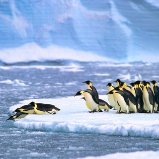 Kaiserpinguine (Aptenodytes forsteri) beim Tauchen in der Atka Bay in der Nähe der Forschungsstation Neumayer III in der Antarktis-Antarktisstation