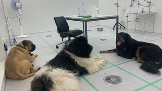 Zur Studienpopulation der EPFL gehörten auch diese drei großen Hunde: ein Mastiff, ein Neufundländer und eine Tibetdogge.