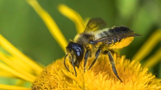 Gemeine Blattschneiderbiene, Wildbiene des Jahres 2025: In Deutschland gibt es noch rund 600 Wildbienen-Arten. Sie nisten im Boden, in hohlen Pflanzenstängeln und leeren Schneckenhäusern, doch die meisten sind bedroht.