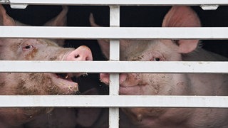 Mastschweine sind in einem Lkw für den Transport zum Schlachthof zu sehen.