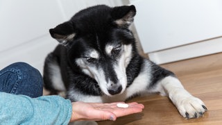  Eine Frau gibt einem Husky-Mischling eine Tablette.