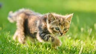 Niedliches Kätzchen tapst über eine Wiese: Ob Babys, süße Hunde oder Kuscheltiere – niedliche runde Gesichter mit großen Augen und kleiner Stupsnase fesseln unsere Aufmerksamkeit und machen uns fürsorglich. Und Niedlichkeit kann unser Wohlbefinden steigern, Stress abbauen und Produktivität anregen. Warum ist das so?