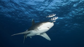 Hai im Roten Meer