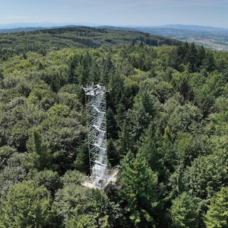 Wald