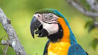 Gelbbrustara (Ara ararauna) in Südamerika: Der Stimmapparat der Papageien ist primitiver als der der meisten anderen Vögel, dafür haben sie eine dicke Zunge, mit der sie sehr viele verschiedene Laute hervorbringen können.