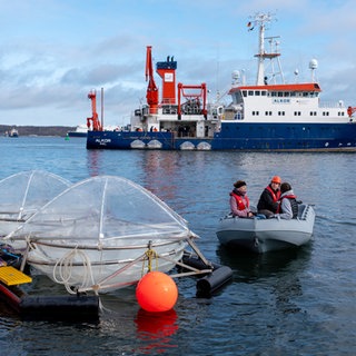 Vom Schlauchboot aus werden Mesokosmen zur Pier vor dem Kieler Aquarium geschleppt: Durch Zugabe von Mineralien könnte das Meer mehr Treibhausgase aus der Luft aufnehmen und zugleich weniger sauer werden. 