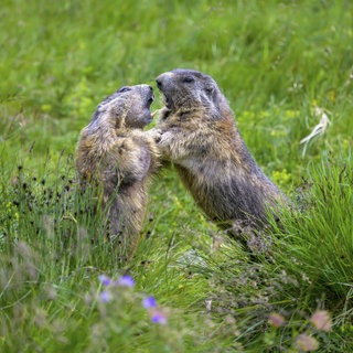 Symbolbild: Zwei spielende Murmeltiere (Marmota marmota) in einer grünen Wiese, die miteinander interagieren