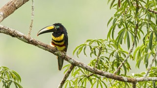 Ein Vielbinden-Arassari (Pteroglossus pluricinctus) sitzt auf einem Ast in Ecuador, Südamerika. 