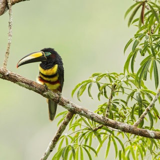 Ein Vielbinden-Arassari (Pteroglossus pluricinctus) sitzt auf einem Ast in Ecuador, Südamerika. 