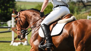 Pferd und Reiter bei einem Springturnier: Nach einer Regellockerung wird über das Tierwohl im Pferdesport diskutiert: Wie viel Leistungsdruck darf sein? 