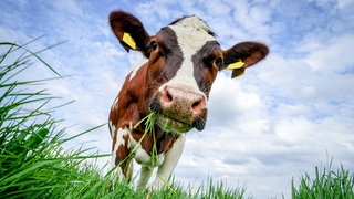 Kuh frisst Gras auf einer saftigen Weide: Seit langem gibt es Überlegungen, das Methan, das Rinder rülpsen, aufzufangen. Kann man es weiterverwenden und daraus Biogas machen?