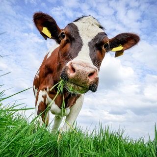 Kuh frisst Gras auf einer saftigen Weide: Seit langem gibt es Überlegungen, das Methan, das Rinder rülpsen, aufzufangen. Kann man es weiterverwenden und daraus Biogas machen?