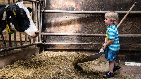 Kuhstall - Kinder, die auf Bauernhöfen aufwachsen, leiden deutlich seltener unter Asthma und Heuschnupfen. Ein internationales Forschungsteam hat nun die Bakterien identifiziert, die hinter dem Bauernhof-Effekt stecken.