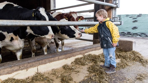 Nicht nur "zu hygienisch": Neue Daten zeigen, dass bestimmte Stallmikroben Bauernhofkinder vor Allergien schützen - identifiziert in einer Analyse von rund 1.000 Kindern.