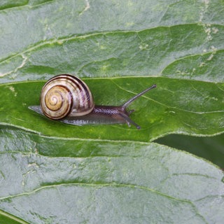 Eine Hain-Bänderschnecke (Cepaea nemoralis) kriecht über ein Pflanzenblatt.