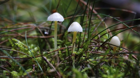 Waldboden mit kleinen weißen Pilzen: Dass unter Wald- und Ackerböden Pilze und Pflanzen miteinander verbunden sind, lässt sich leicht nachweisen. Doch "kommunizieren" sie wirklich miteinander über Trillionen Kilometer feiner Pilzfäden?