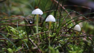 Waldboden mit kleinen weißen Pilzen: Dass unter Wald- und Ackerböden Pilze und Pflanzen miteinander verbunden sind, lässt sich leicht nachweisen. Doch "kommunizieren" sie wirklich miteinander über Trillionen Kilometer feiner Pilzfäden?