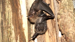 Eine Fledermaus-Mutter der Art Sackflügelfledermaus mit ihrem Jungtier