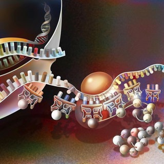 Transkription von DNA in Messenger-RNA und deren Translation: Ernährung, Stress, Bewegung – all diese Faktoren hinterlassen Spuren auf unseren Genen und bestimmen mit, ob bestimmte Erbanlagen aktiv werden oder nicht. So beeinflussen Umwelt und Lebensstil unsere Gesundheit und unsere Persönlichkeit – und das oft über Generationen hinweg. 