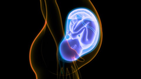Fötus im Mutterleib (Illustration): Schon im Mutterleib wirken sich Umwelteinflüsse auf die lebenslange Gesundheit des ungeborenen Kindes aus