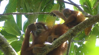 Orang-Utans verbringen die ersten acht Jahre bei ihrer Mutter und erlernen dabei wichtige Fähigkeiten