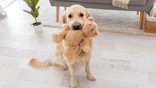 Symbolbild: Golden Retriever mit Spielzeug zwischen den Zähnen