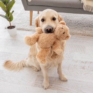 Symbolbild: Golden Retriever mit Spielzeug zwischen den Zähnen