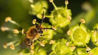 Efeu-Seidenbiene (Colletes hederae) bei der Nahrungsaufnahme an einer Efeublüte