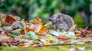 Igel auf Futtersuche im Laub: Den Naturgarten sollte man im Herbst nicht zu stark aufräumen, sodass Insekten und andere Tiere Nahrung und Schutz finden.