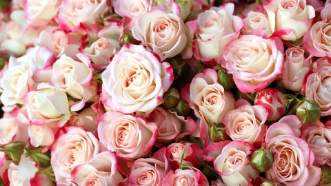 Kleine rosa Rosen: Heißt das Altersheim bei Leipzig Rös-chenhof – oder doch Röschenhof? Die Lösung: Röschen – benannt nach der Familie Röschen, die dort einst ansässig war.