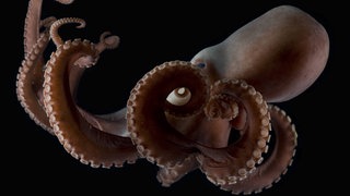 Krake