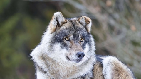 Wolf