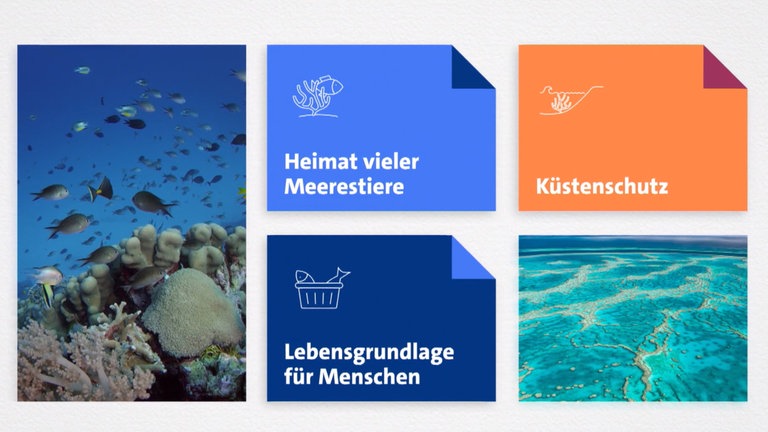 Bei "Dein Spickzettel" für Klasse 7 bis 9 hilft ein Spickzettel, die wichtigen Begriffe und Zusammenhänge zu verstehen. Geographie, Politik oder Biologie können mit eindrucksvollen Bildern und prägnanter Grafik erklärt werden. Der Spickzettel baut sich im Laufe des Videos auf und kann am Ende als Screenshot den Gesamtüberblick über das Thema geben.