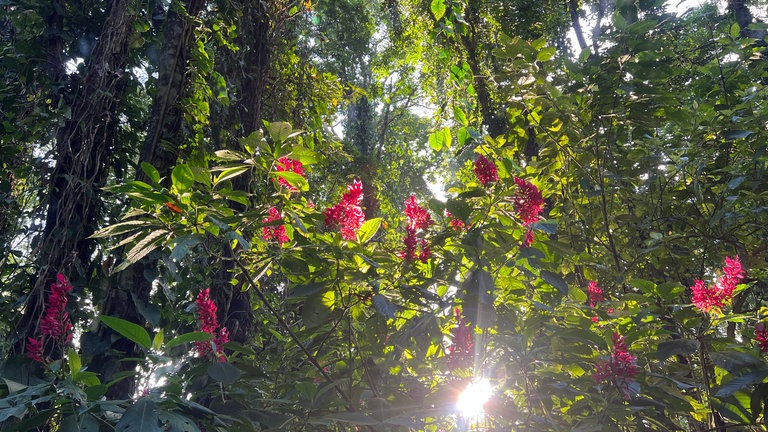 Regenwald