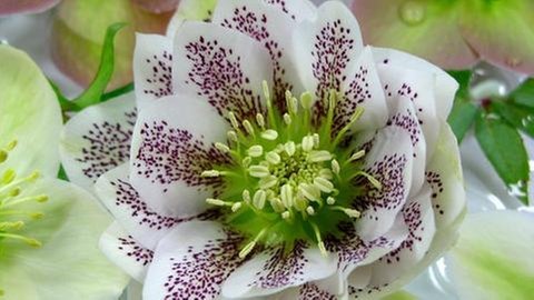 Christrose