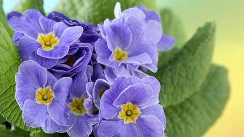 Die Primel ist ein Frühblüher, der im Frühjahr den Frühling in die Wohnung holen kann, die man aber auch im Garten pflanzen kann.