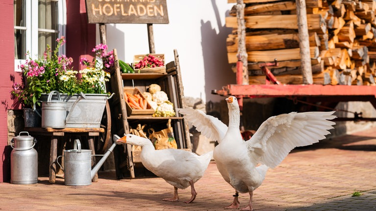 Das weiße Gänsepaar mit orangenem Schnabel vom Fallerhof vor Johannas Hofladen. 