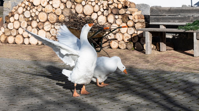 Die zwei Gänse Horst und Hilde auf dem Fallerhof.