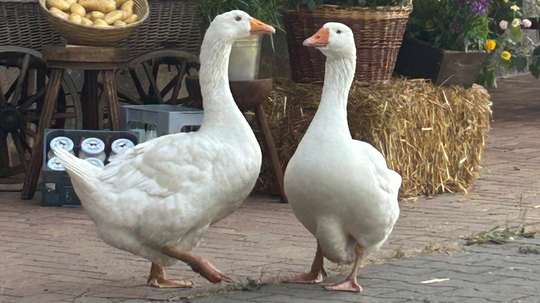 Die zwei Gänse auf dem Fallerhof.